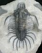 Rare Alien Looking Quadrops Trilobite - #8534-4